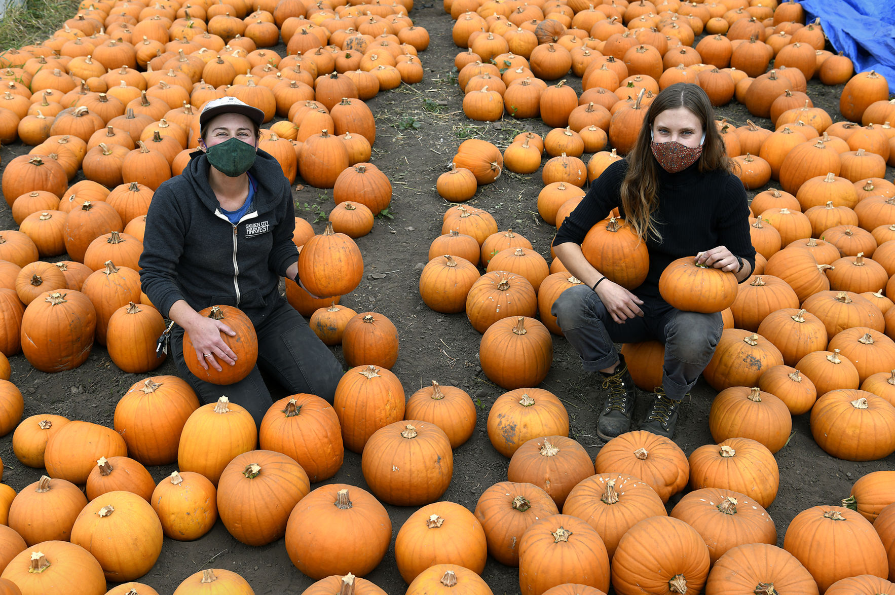 PEAS Pumpkins 1